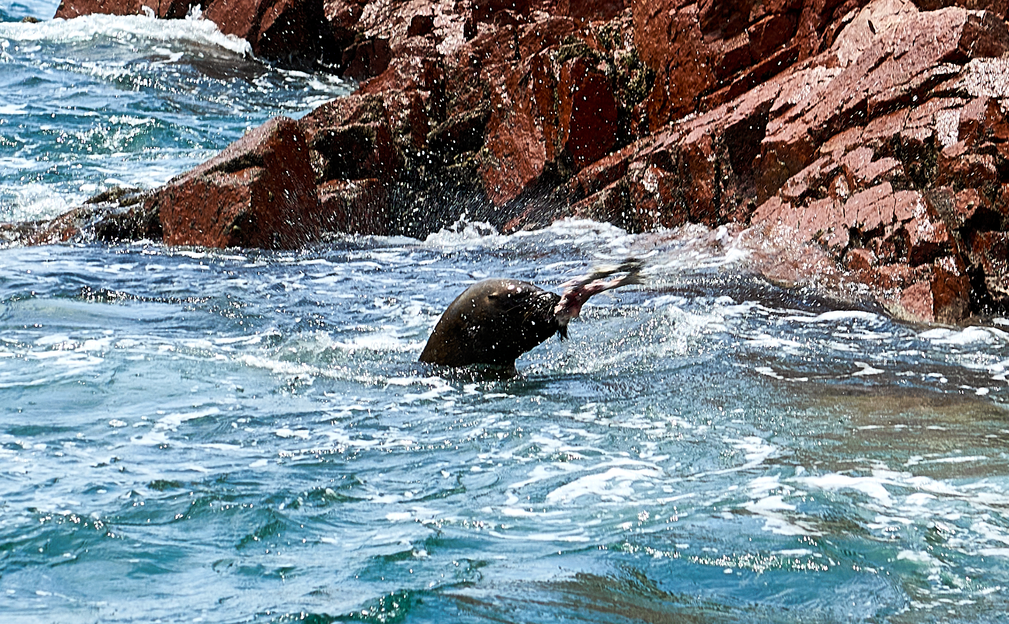 20200304 161 [페루] 바예스타섬